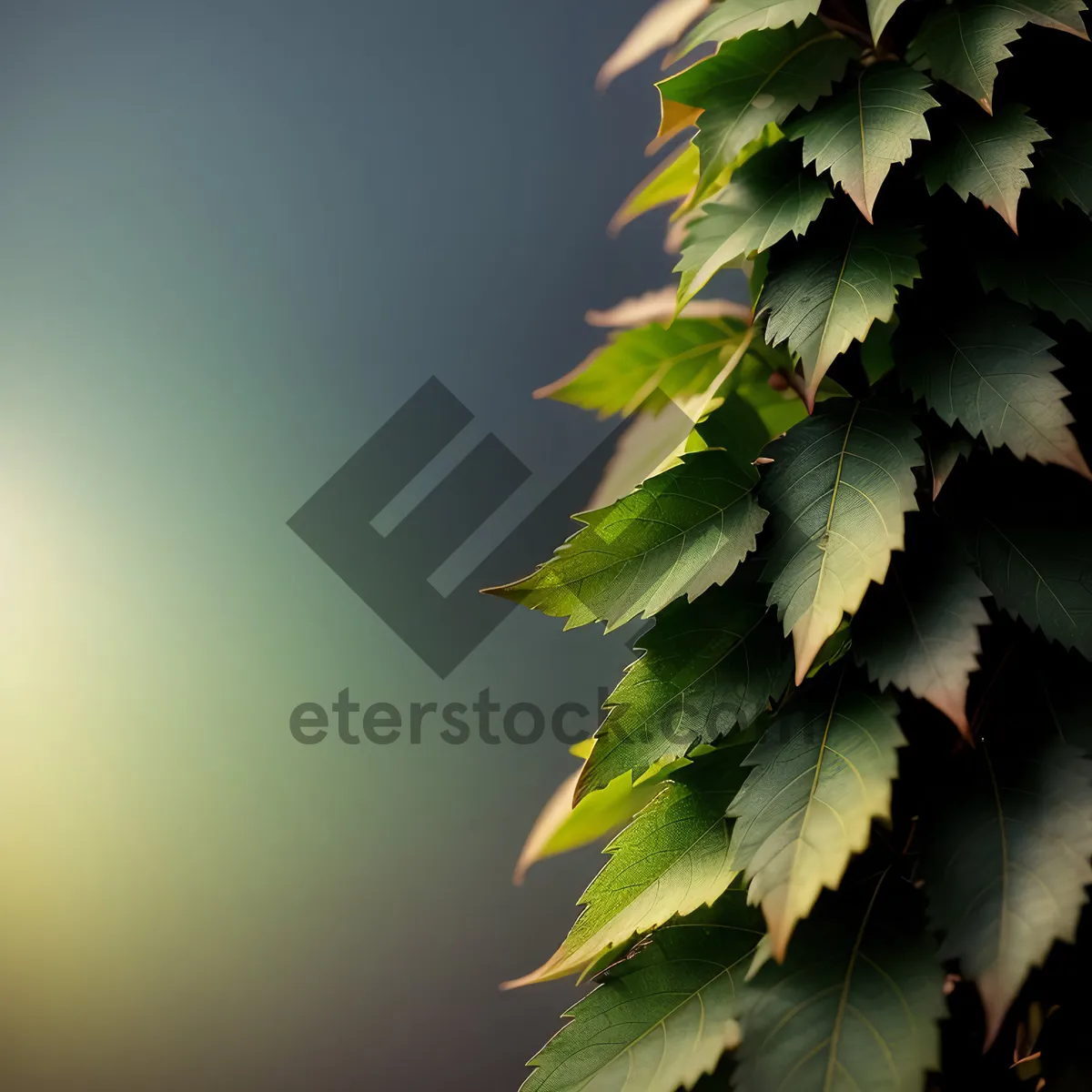 Picture of Vibrant Foliage in a Lush Forest