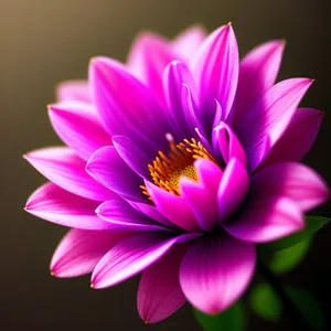 Pink Lotus Blossom in Full Bloom