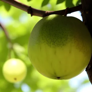 Golden delicious apple, fresh and juicy fruit