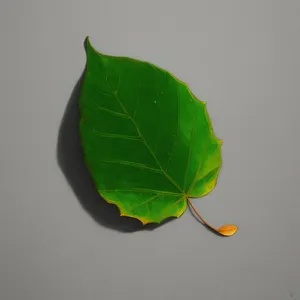 Fresh Spring Foliage: Wild Ginger Leaves in Garden