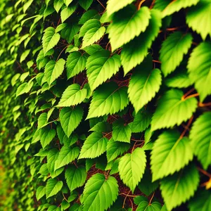 Vibrant Sumac Leaves in Sunlit Forest