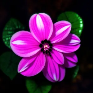 Vibrant Spring Blossoms - Petal-Filled Violet Wood Sorrel