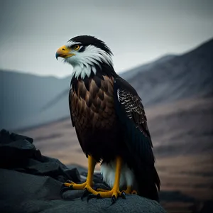 Majestic Hunter: Falcon in Flight