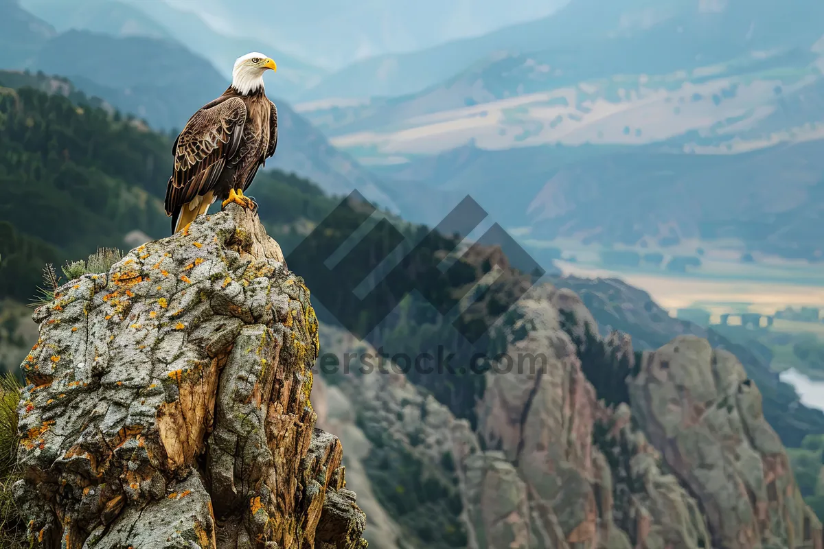 Picture of Predator bird with piercing eye and sharp beak