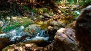 Mountain river flowing through lush green forest in summer