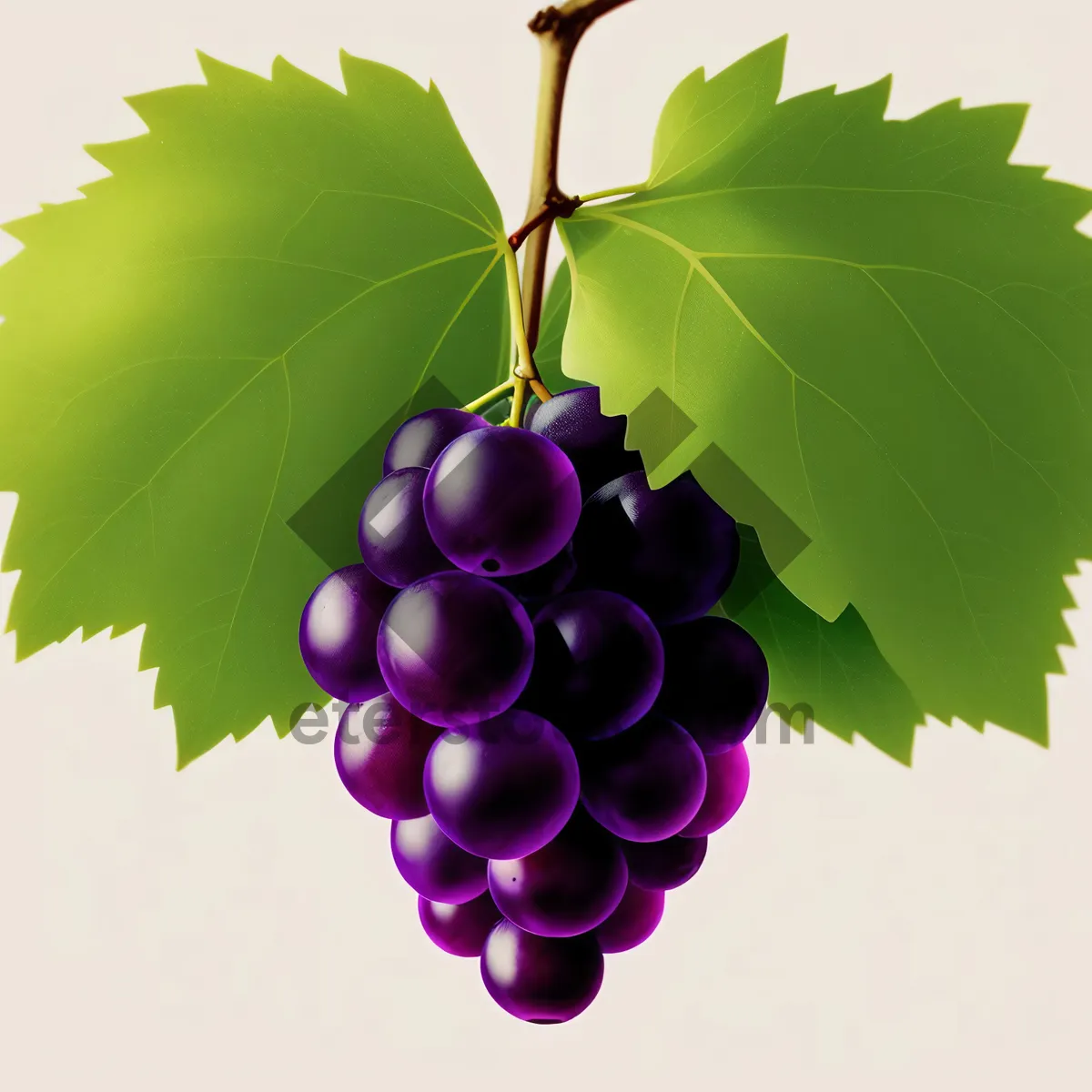 Picture of Fresh Juicy Grapes on Vine: Naturally Ripe and Healthy