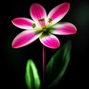 Vibrant Spring Blossoms in a Garden