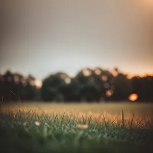 Golden Sunset Over Rural Meadow