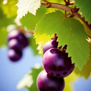 Seasonal Berry Harvest: Fresh and Juicy Organic Grapes