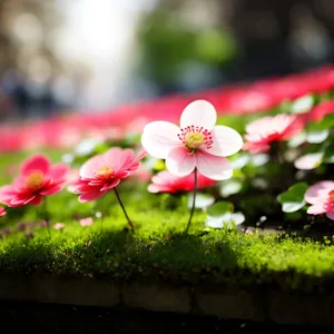 Blooming Pink Geranium Flower in Garden