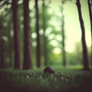 Dewy Hairbrush on Wet Grass