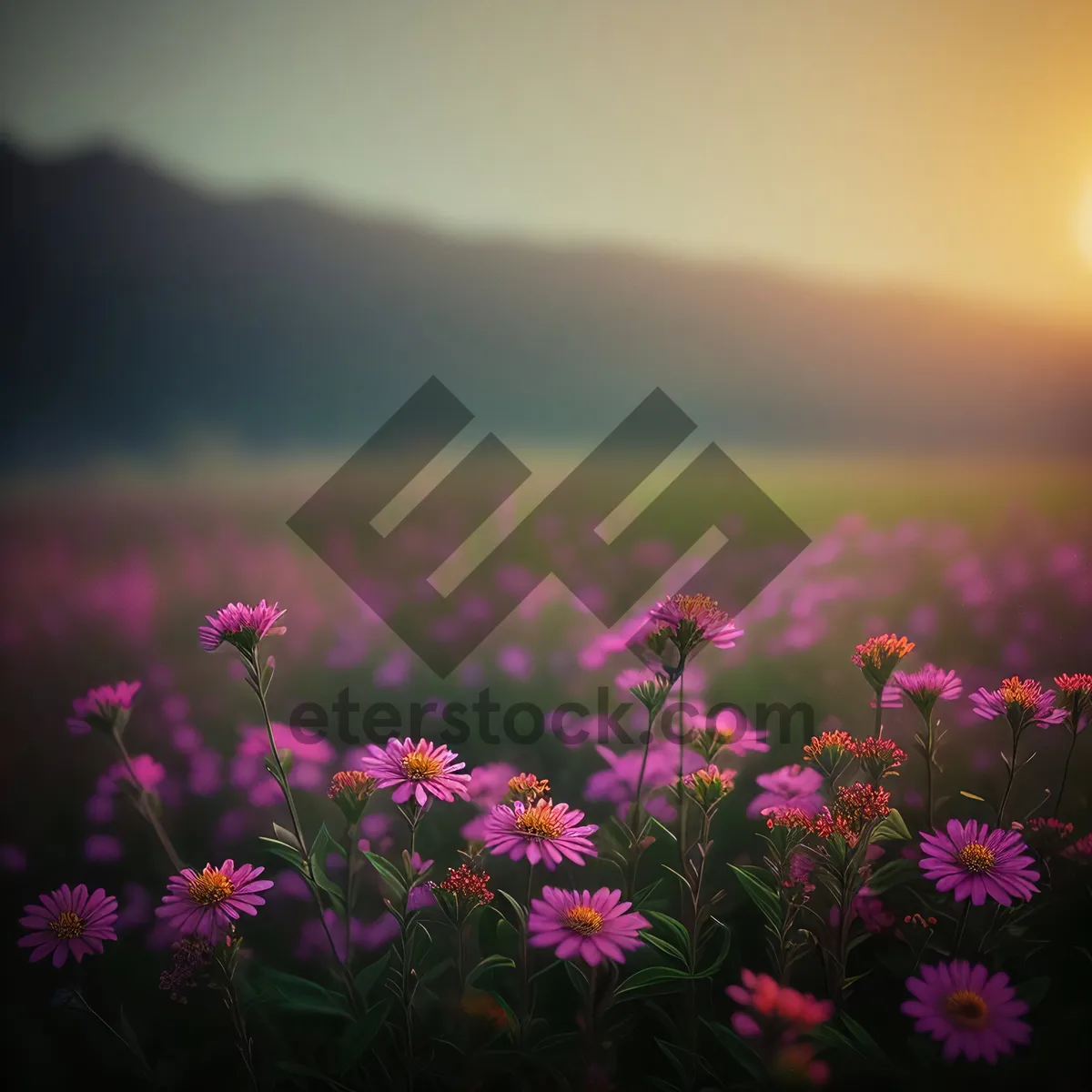 Picture of Pink Daisy Blossom in a Summer Meadow