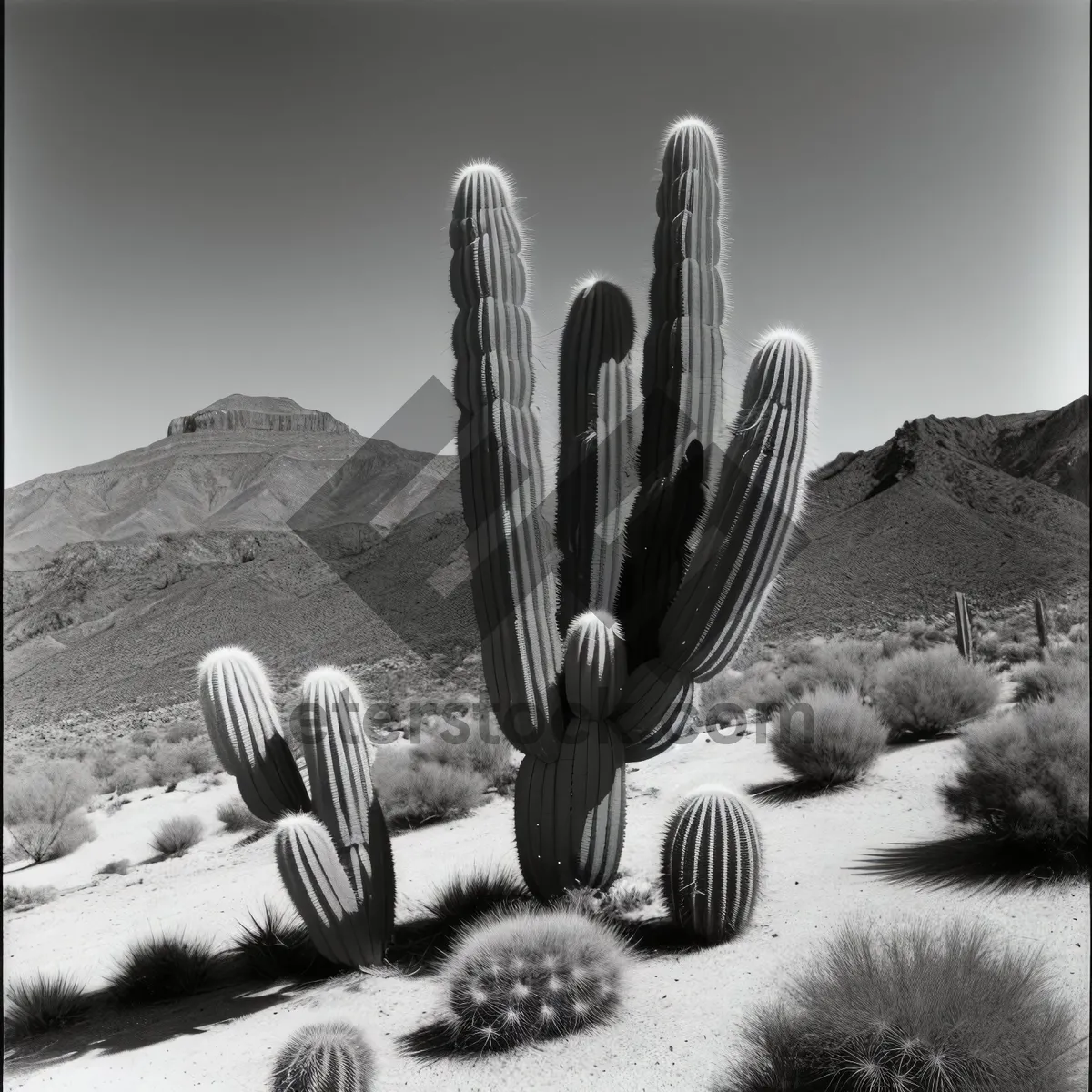 Picture of Saguaro Desert Cactus Standing Tall Against Beautiful Sky