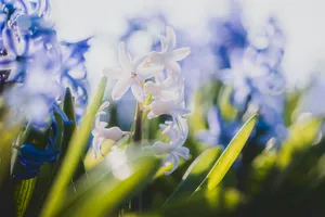 Summer Hyacinth Blossom in Vibrant Garden