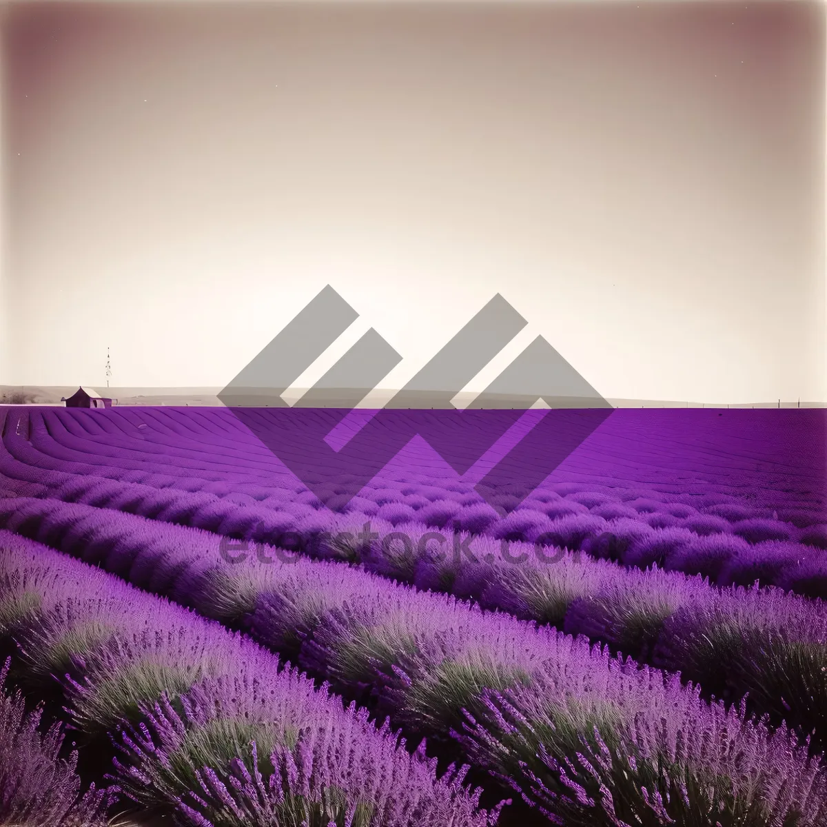 Picture of Vibrant Lavender Blossoms in Purple Field