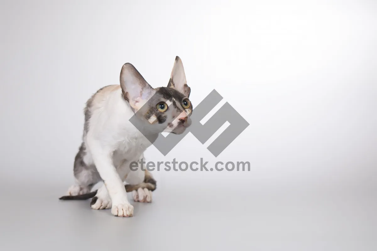 Picture of Cute Fluffy Kitty Sitting and Looking with Big Eyes