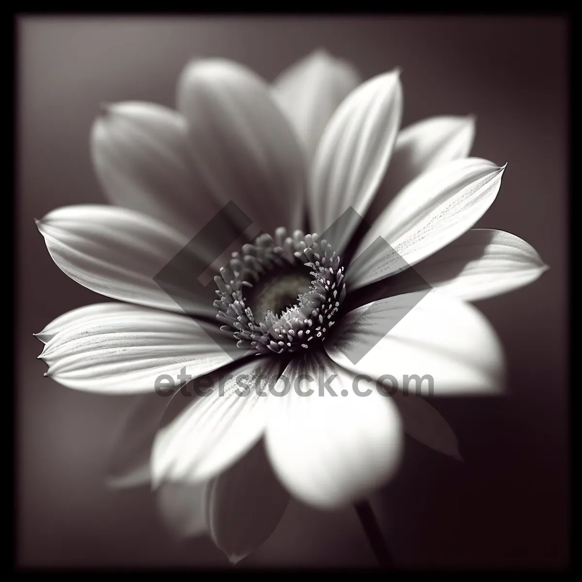 Picture of Daisy Blossom - Radiant White Petals in Full Bloom