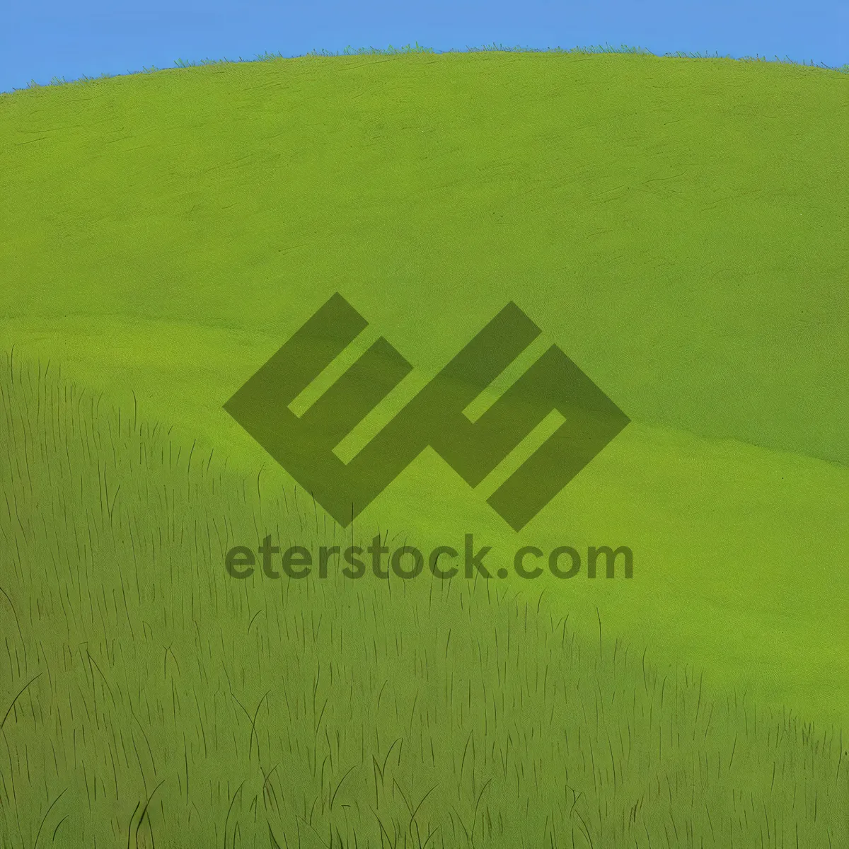 Picture of Lush Wheat Fields Under Sunny Skies