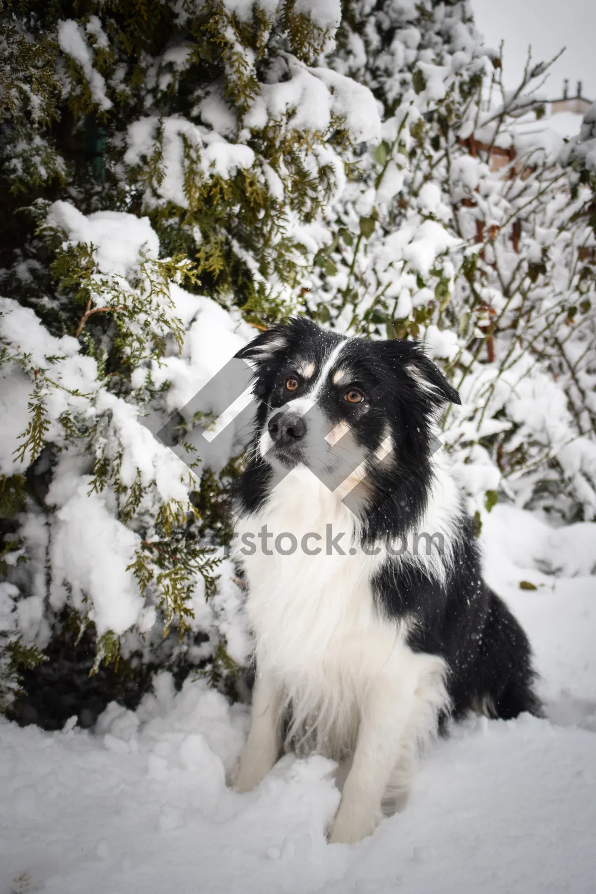 Picture of Adorable Border Collie Puppy in Black Studio Portrait