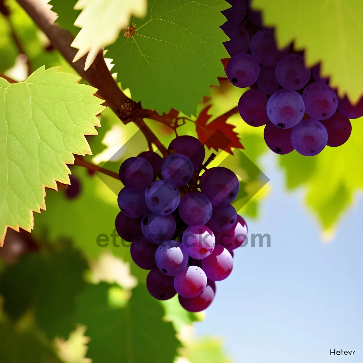 Picture of Autumn Harvest: Juicy, Organic Concord Grapes"
"Refreshing Summer Wine: Sweet Grapevine Delights"
"Ripe and Fresh: Berry Bounty in the Valley"
"Farm-to-Table: Vibrant Purple Grape Cluster"
"Viticulture Paradise: Abundant and Healthy Grape Crop