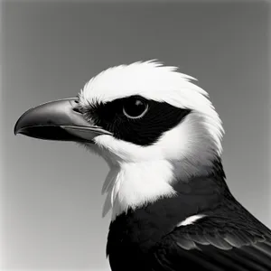 Wild Magpie perched on branch, with feathers and beak in focus.