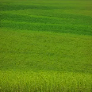 Vibrant Spring Meadow Amidst Lush Greenery