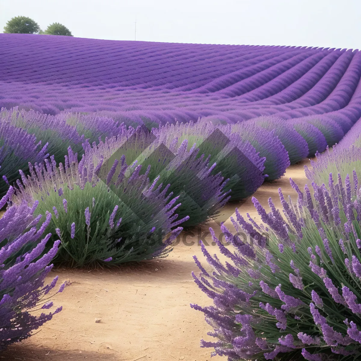 Picture of Beautiful Lavender Field in a Colorful Garden