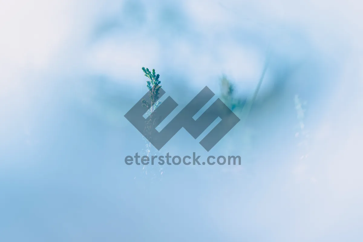 Picture of Snowy winter landscape with dandelion silhouette