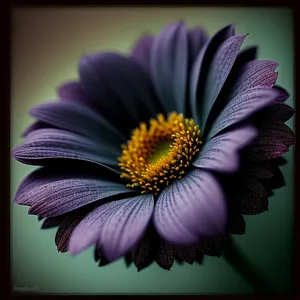 Blooming Petal Delight - Vibrant Floral Blossom in Full Bloom