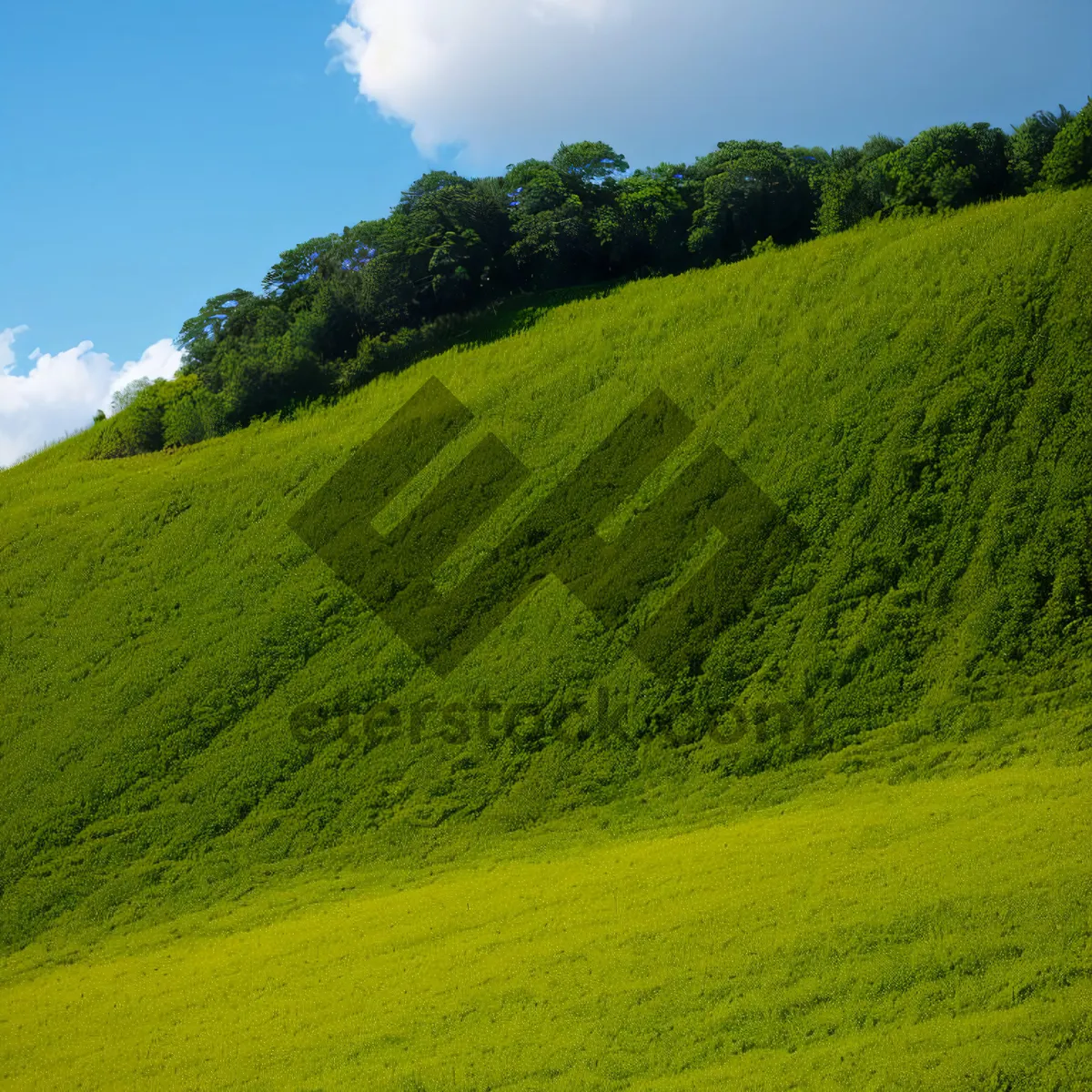 Picture of Sunlit Summer Sky Over Rolling Meadow