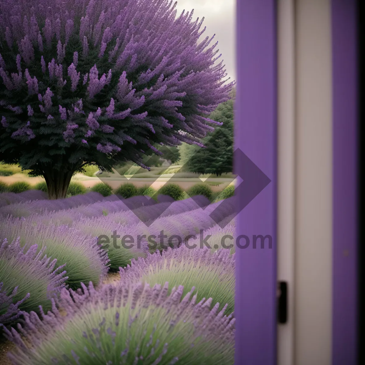 Picture of Vibrant Purple Teasel Flower at Night