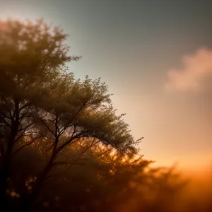 Golden Horizon: Majestic Sunset over Lush Oak Forest