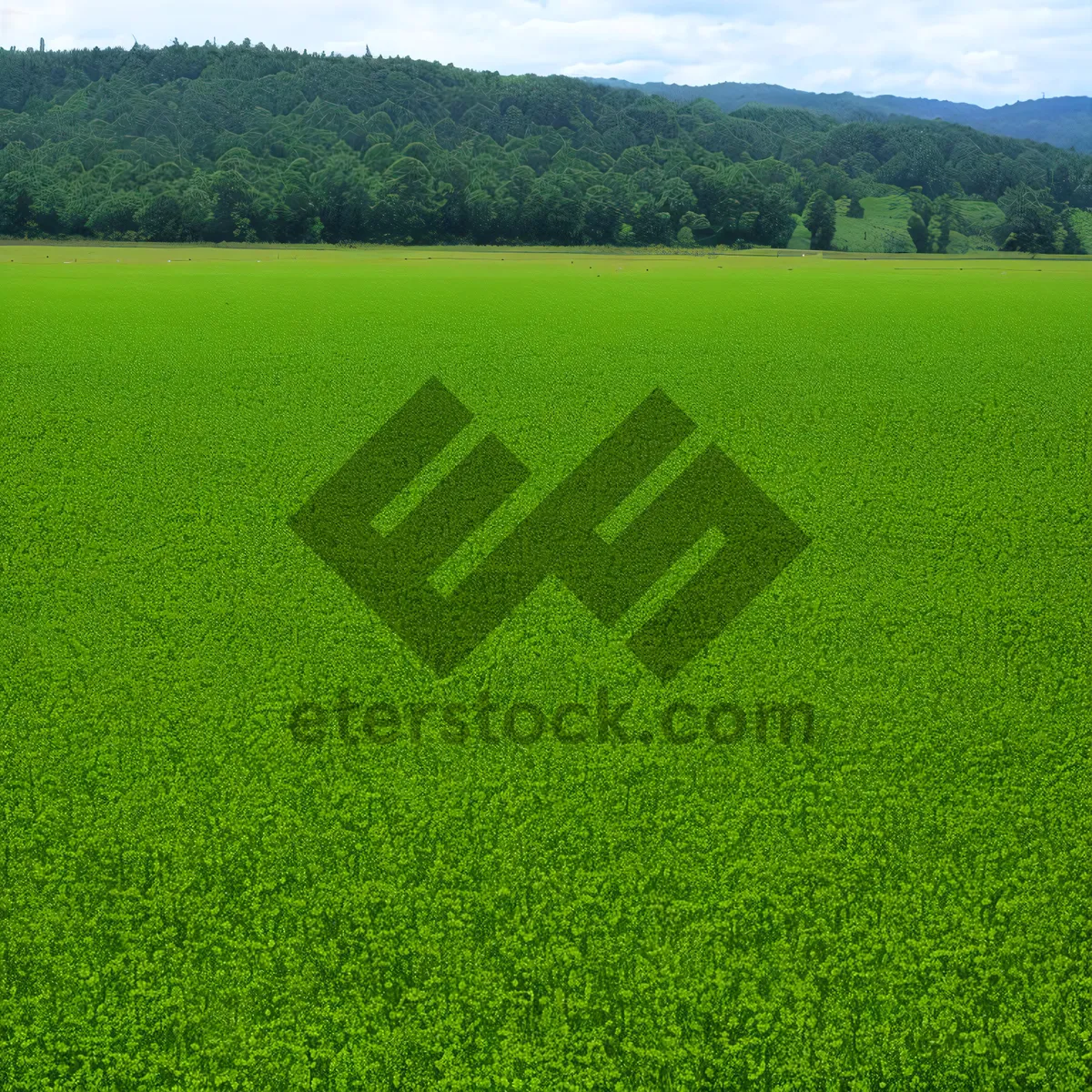 Picture of Golden fields under the clear countryside sky