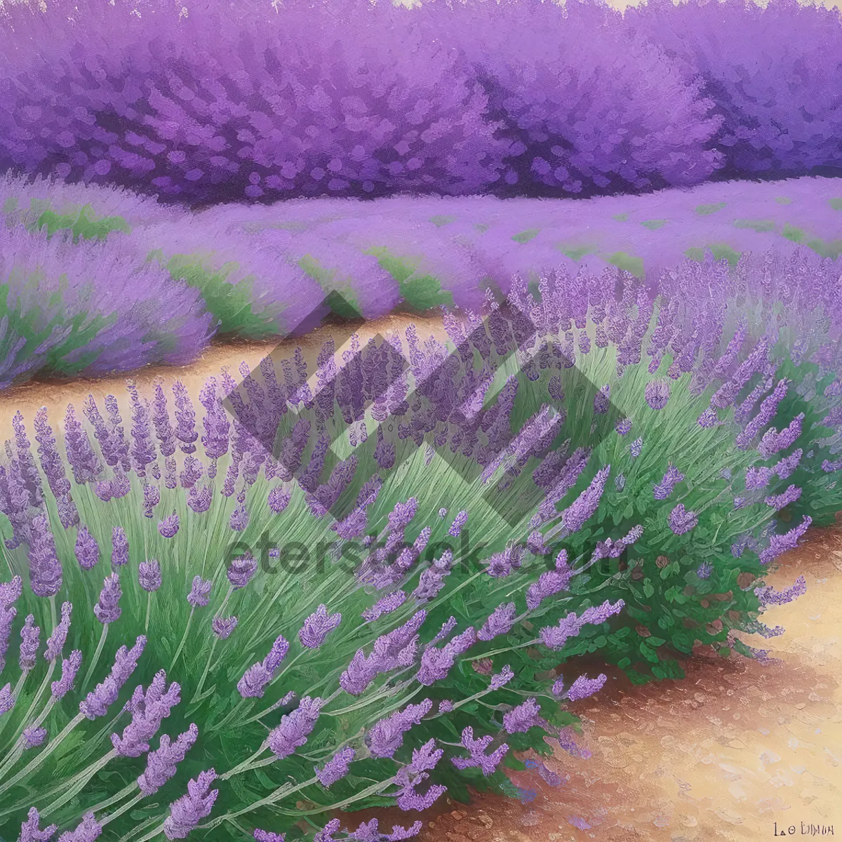 Picture of Lavender Field: Colorful Rural Landscape with Blooming Flowers