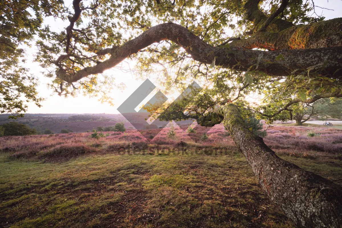 Picture of Autumn Park: Rustic Oak Trees at sunset