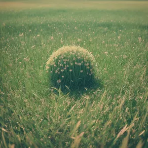 Summer Garden Flora: Vascular Cactus Weed in Field