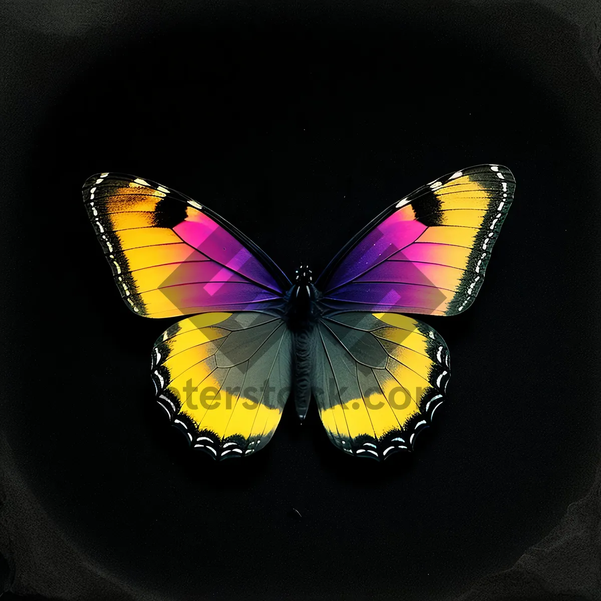 Picture of Colorful Viola Herb with Butterfly Flight