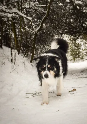 Adorable Border Collie Puppy with Cute Nose