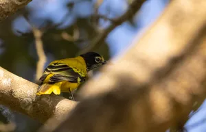 Close-up of yellow bird's eye with beak