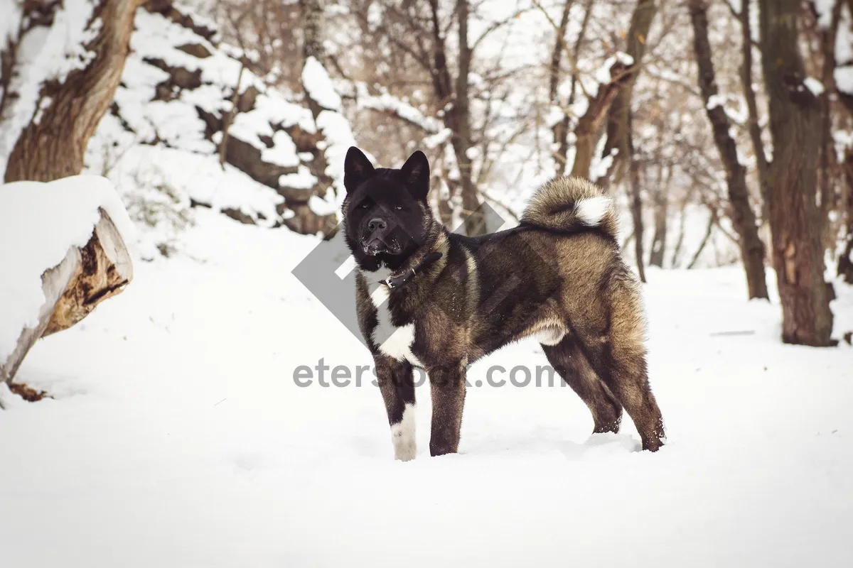 Picture of Snowy Cute Domestic Animals Portrait - Cat and Dog