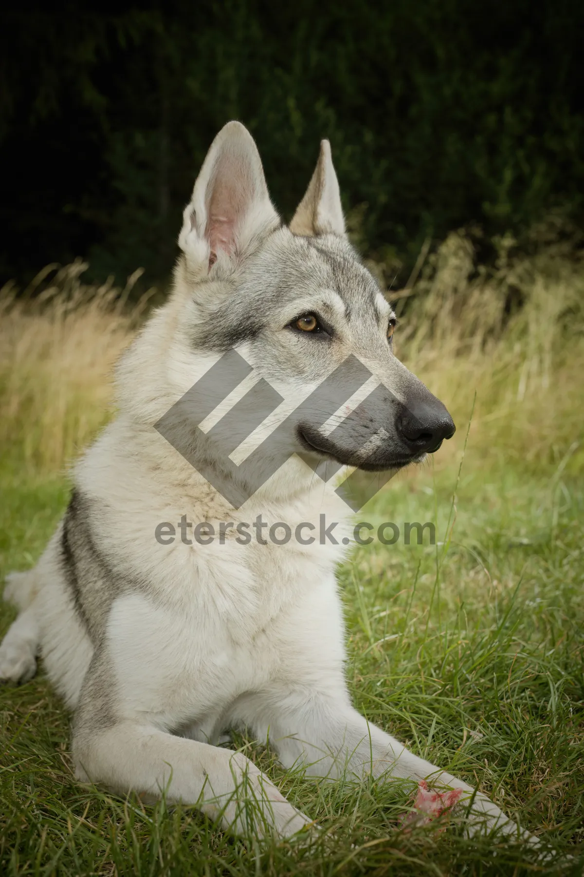 Picture of Cute Malamute Puppy with Piercing Blue Eyes