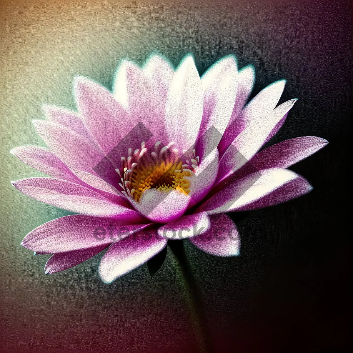 Picture of Pink Lotus Blossom in Full Bloom
