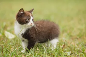 Cute kitten with curious eyes and fluffy fur.