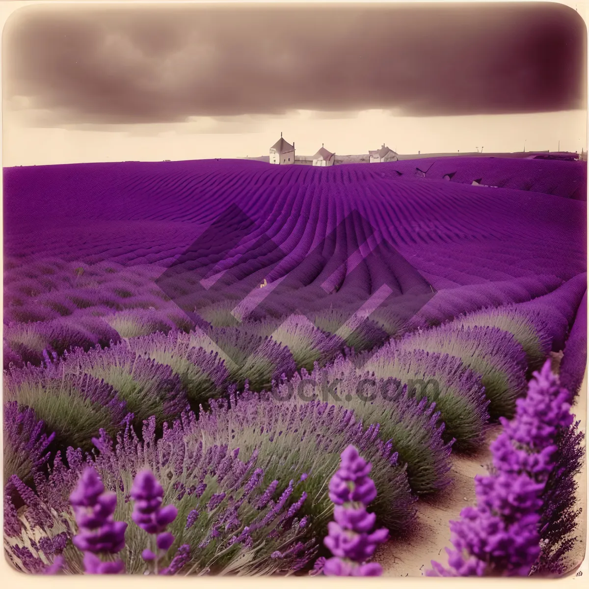 Picture of Purple Lavender Flowers in Patterned Bag