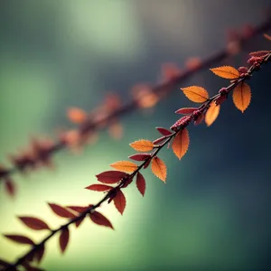 Seasonal Blossom: Barberry Shrub With Vibrant Flowers