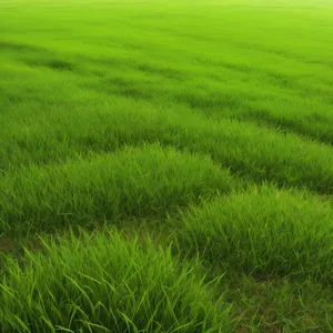 Lush Green Wheat Field Under Blue Sky