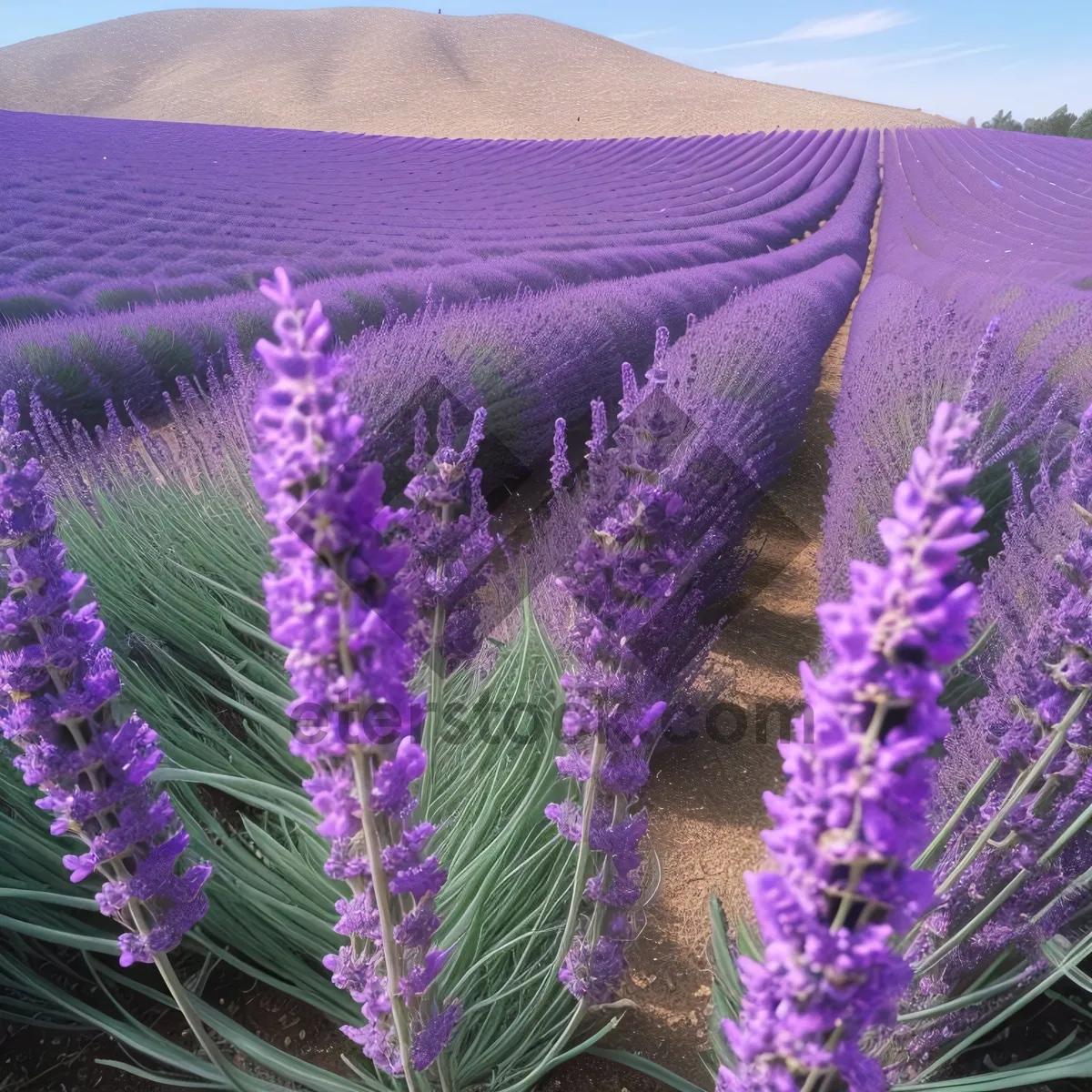 Picture of Captivating Lavender Field with Blooming Purple Sage