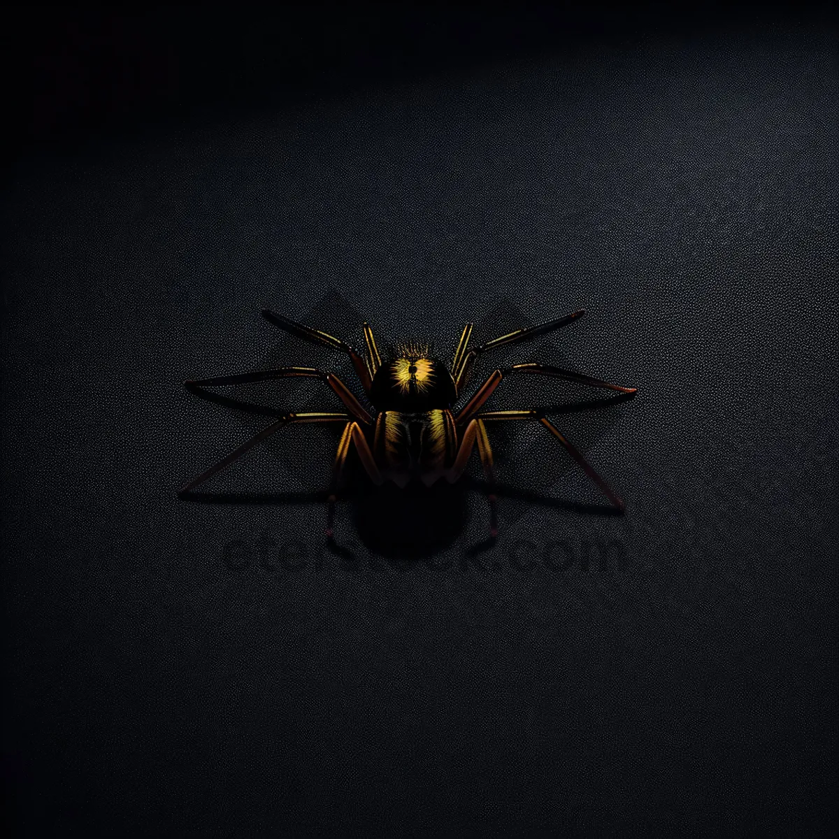 Picture of Close-up of a Black Widow Spider