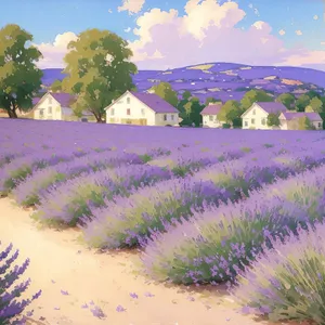 Serene Lavender Fields in the Countryside