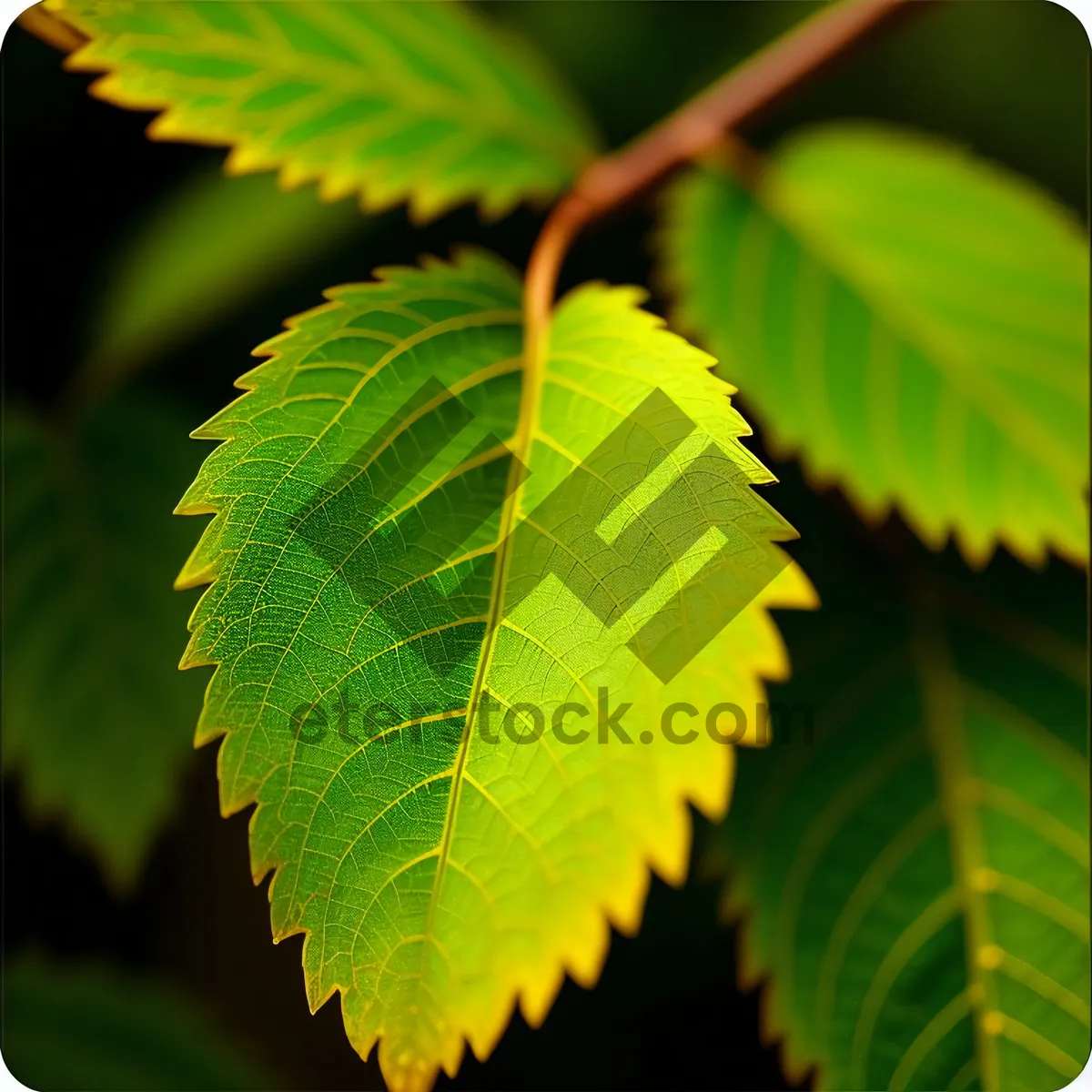 Picture of Lush Spring Foliage in Vibrant Forest